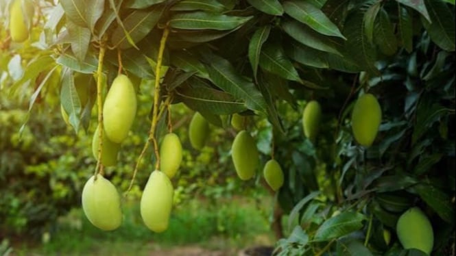 Ilustrasi pohon mangga