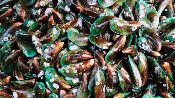 Ilustrasi kerang hijau