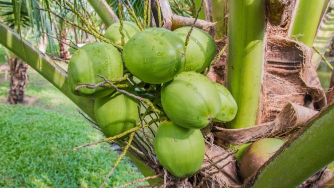 Ilustrasi buah kelapa