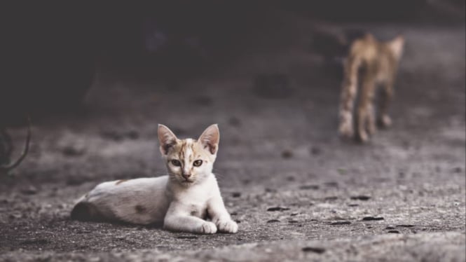 Ilustrasi kucing