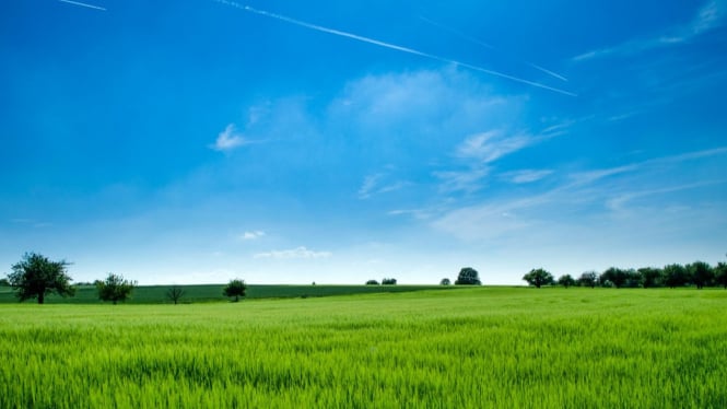 Ilustrasi sawah
