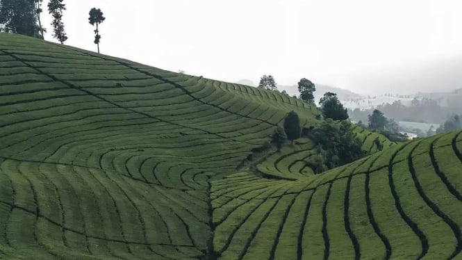Bukit Jamur Rancabolang