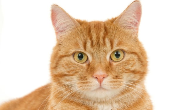 Ilustrasi mata kucing