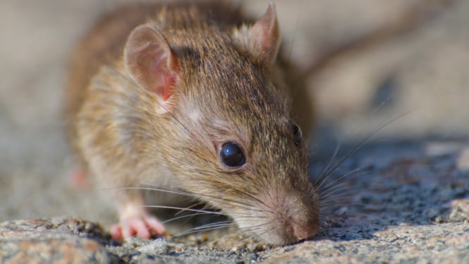 Tikus