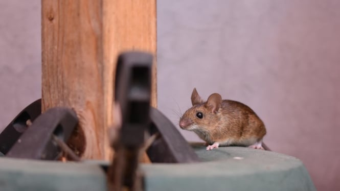 Ilustrasi tikus