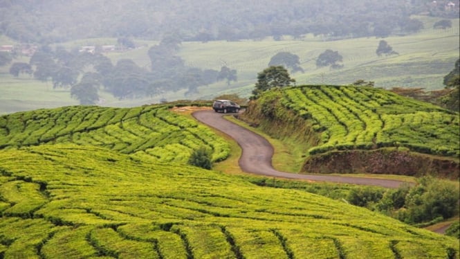 Ilustrasi Kebun Teh