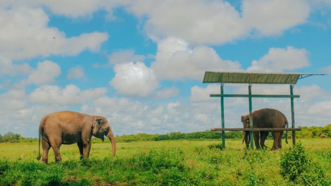 Gajah di Taman Nasional Way Kambas