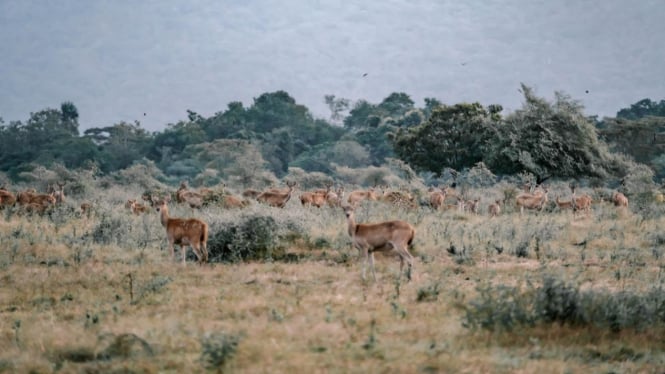 Taman Nasional Baluran Situbondo