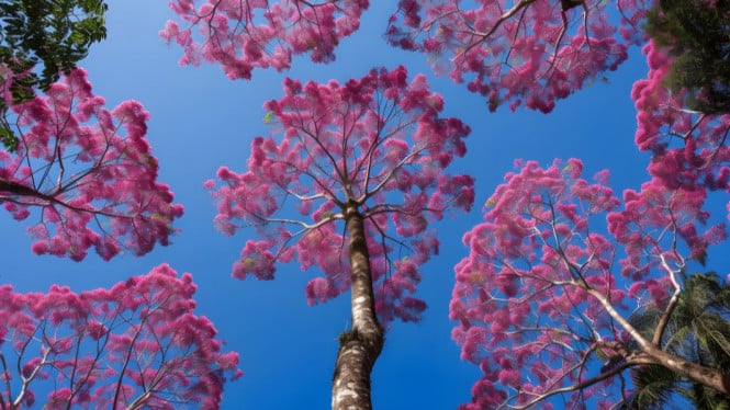 Ilustrasi Pohon Tabebuya