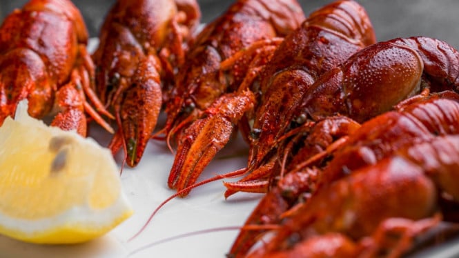 Ilustrasi udang carabineros