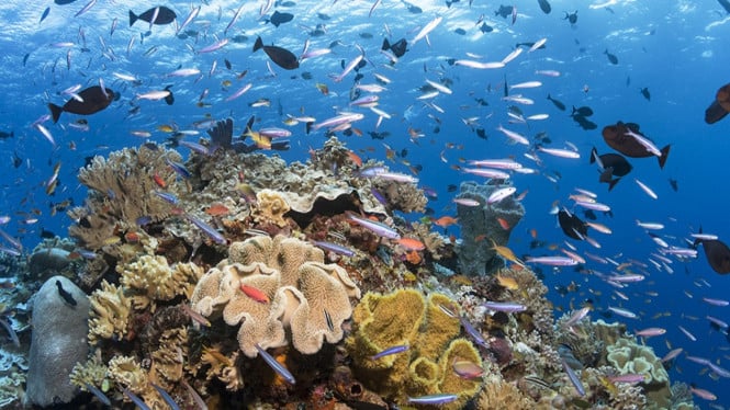 Alam bawah laut Wakatobi