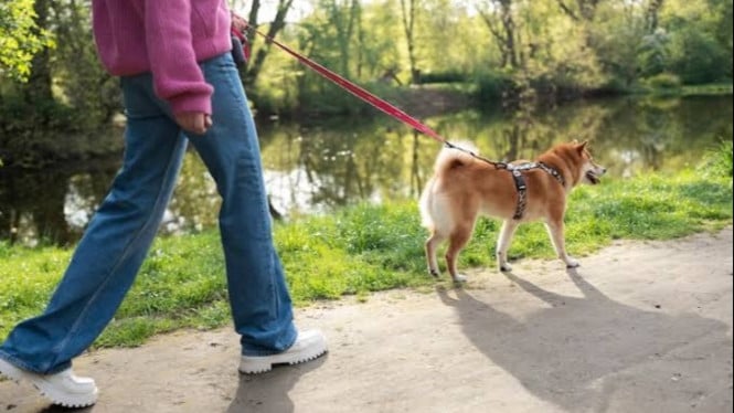Ilustrasi profesi dog walker