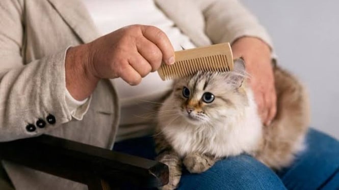 Ilustrasi bulu kucing