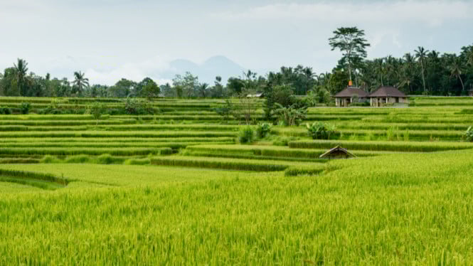Ilustrasi sawah