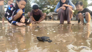 Asyik, Wisatawan Lepas Tukik di Pantai Badur