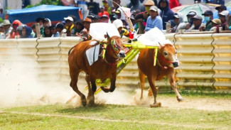 48 Pasang Kerapaan Sapi Ikut Seleksi Tiket Masuk Piala Presiden 2025