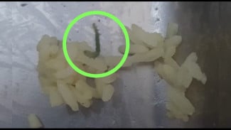 MBG Banyak Bermasalah di Bangkalan, Wabup : Kami Akan Surati BGN