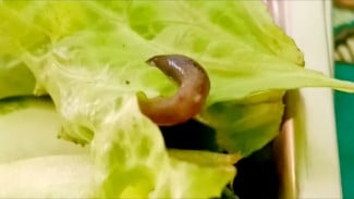 Heboh Ulat di Paket MBG, Yayasan Al Azhar Bluto Terancam Sanksi Pemerintah