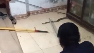 Kobra Gegerkan Warga Bangkalan, REDKAR Peringati Warga