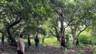 ODGJ Bersajam Mengamuk, Sempat Panjat Pohon Hindari Petugas di Kamal Bangkalan