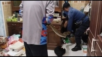 Ular Piton 5 Meter Ditemukan Dibalik Tumpukan Pakaian Warga Bangkalan