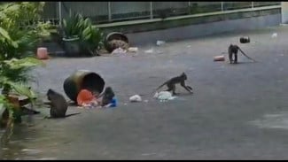 Kawanan Monyet Serbu Permukiman di Bangkalan, Warga Khawatir Keselamatan Anak