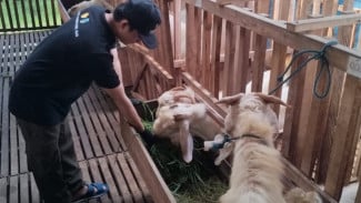Gen Z Bangkalan Sukses Jual Kambing Kurban via Medsos