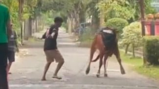Sapi Kurban di Bangkalan Kabur, Pengendara Panik