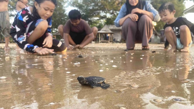 Wisatawan lepas Tukik di pantai Badur
