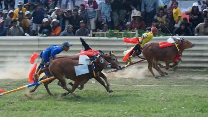 Budaya Kerapan sapi Madura masih diminati