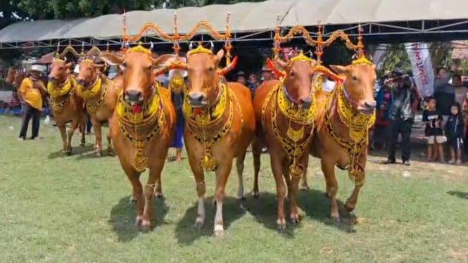 Budaya Sape Sonok Madura