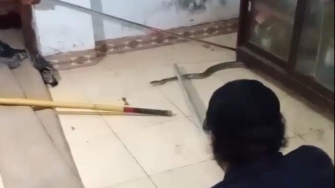 Proses evakuasi ular kobra Bangkalan