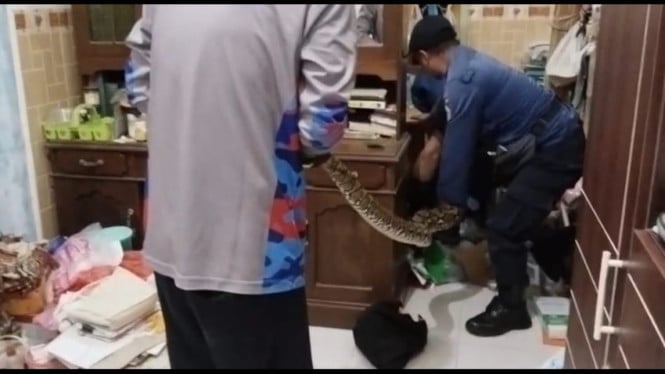Proses evakuasi ular piton sepanjang 5 meter