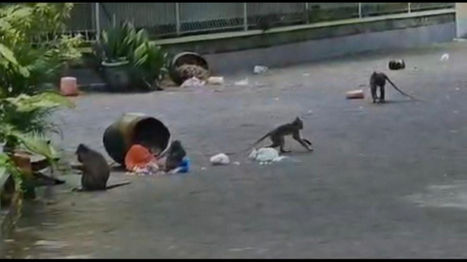 Teror Kawanan monyet di Bangkalan