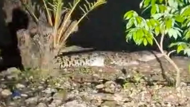 Penampakan buaya di sungai Bangkalan Madura