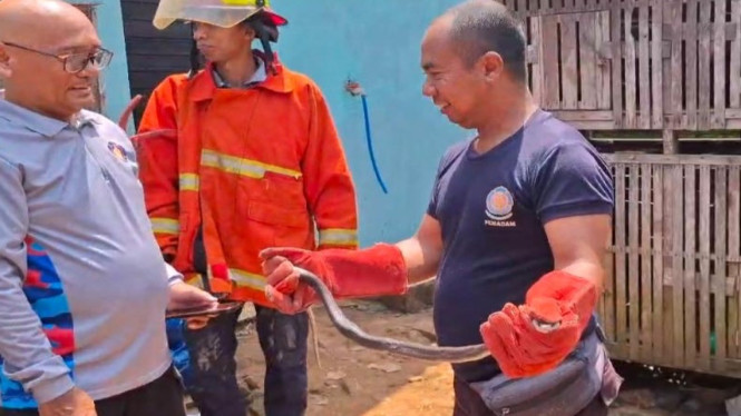 Petugas Damkar Bangkalan saat berhasil evakuasi ular kobra