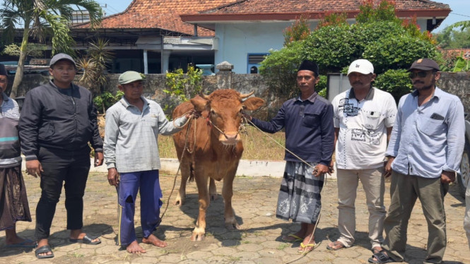 Barang bukti hewan ternak sapi paska ditemukan di Bangkalan Madura