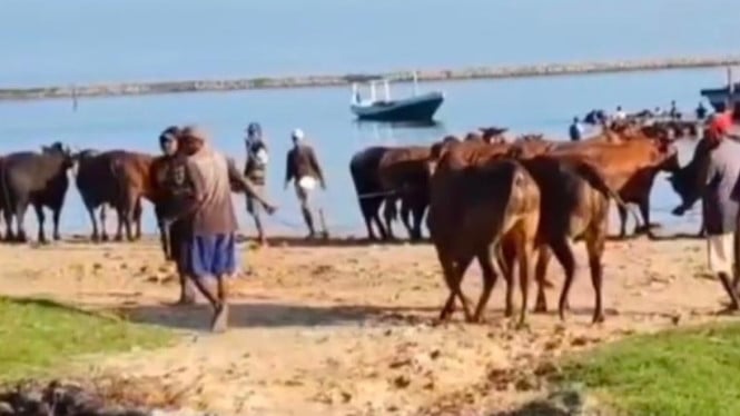 Sapi Madura ketika hendak dikirim ke Kalimantan