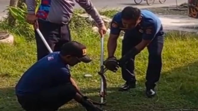 Petugas Damkar Bangkalan saat evakuasi ular piton