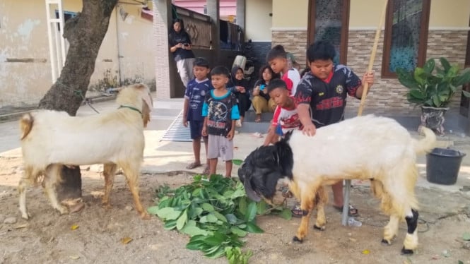 Mirza Ukail Arfia dan Shabil Arkana Zainullah saat memberi makan hewan kurbannya