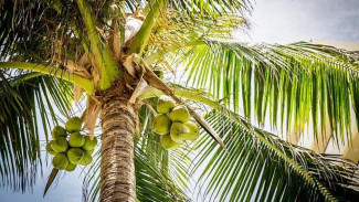 Khasiat Air Kelapa untuk Kesehatan Ginjal