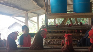 Air PDAM Mati, Peternak Ayam Petelur di Kota Malang Kena Dampak