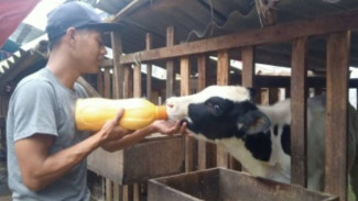 Vaksinasi PMK Tahap 2 di Kota Batu Capai 93 persen
