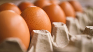 Badan Pangan Nasional Upayakan Stabilisasi Harga Telur