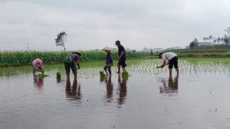 Jaga Ketahanan Pangan, Petani dan Babinsa Tanam Padi di Wonokoyo