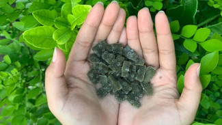 Mahasiswa UB Bikin Permen Vitamin Untuk Rambut Dari Daun Kelor