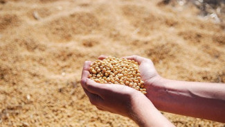 Harga Kedelai lokal Bakal Ditetapkan Rp 10 Ribu per Kilo