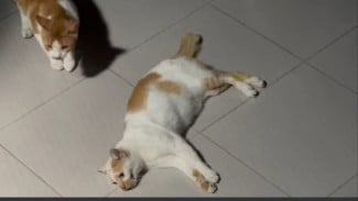 Viral Kucing Mati Diduga Diracun, Pemkot Malang Turun Tangan