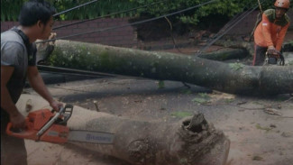 Antisipasi Pohon Tumbang, DLH Kota Malang Kumpulkan Data Pohon