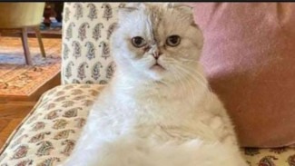 Kucing taylor Swift Jadi Hewan Peliharaan Terkaya Dunia